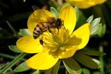 Westliche-Honigbiene-Apis-mellifera--Januar-2018--Hausgarten-Augsburg-_2_-PS.jpg
