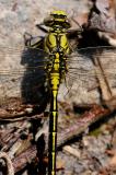 Westliche-Keiljungfer-Gomphus-pulchellus-Lechauen-_1_-PS.jpg