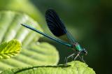 Westliche-Prachtlibelle_D8A0707-PS.jpg