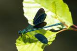 Westliche-Prtachtlibelle_D8A1487-Bearbeitet-PS.jpg