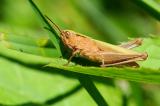 Wiesengrashuepfer-Chorthippus-dorsatus-Lechtaler-Alpen-1400m-PS.jpg