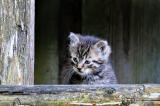 Wildkatzenbaby-2-PS.jpg