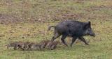 Wildschwein_Familienausflug.jpg