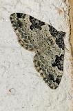 Xanthorhoe-fluctuata-PS.jpg