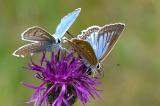 Zahnfluegel-Blaeuling-Polyommatus-daphnis_-m.-u-w-Fraenk-Alb-PS.jpg