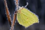 Zitronenfalter-Gonepteryx-rhamni-M-Ueberwinterung-3.jpg