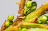 Zitronenfalter__Gonepteryx_rhamni__Eiraupe-2021_Mai_02-Zucht_Garten-P5020018.jpg