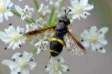 Zweiband-Wespenschwebfliege-Chrysotoxum-bicinctum-Lechtaler-Alpen-1500m-PS.jpg