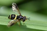 Zweiband-Wespenschwebfliege-_Chrysotoxum-bicinctum_-Lechauen.-PS.jpg