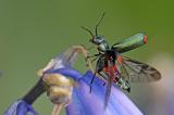 Zweifleckiger-Zipfelkaefer-_Malachius-bipustulatus_-Garten-Augsburg--Garten---_3_-PS.jpg