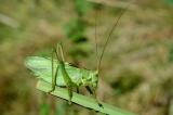 Zwitscherschrecke--Tettigonia-cantans-m-Anhauser-Tal--_3_-PS.jpg