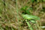 Zwitscherschrecke--Tettigonia-cantans-m-Anhauser-Tal--_4_-PS.jpg