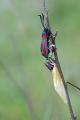 Zygaena-filipendula-schwaeb-Alb-PS.jpg