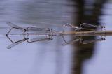 _33A2207Gemeine-Winterlibelle-PS.jpg