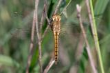 _33A3713Wanderlibelle-PS.jpg