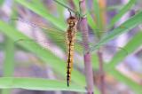 _33A3723Wanderlibelle-PS.jpg