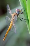 _33A3771Wanderlibelle-PS.jpg