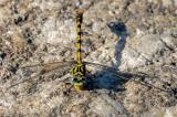 _D8A1126Kleine-Zangenlibelle-Bearbeitet-PS.jpg