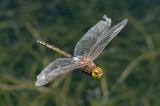 _D8A6510-Schabracken-KönigslibelleBearbeitet-PS.jpg