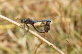 _D8A8197-Rahmstreif-BlaupfeilCR3-Artenpool-2-PS.jpg