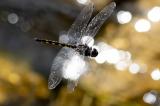 _D8A8725Gefleckter-Wasserfallkreuzer-Bearbeitet-PS.jpg