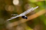 _D8A8878-Gefleckter-WasserfallkreuzerBearbeitet-PS.jpg