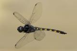 _D8A9283-Gefleckter-WasserfallkreuzerBearbeitet-PS.jpg