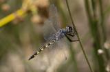 _D8A9414-Gefleckter-WasserfallkreuzerBearbeitet-PS.jpg