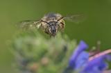 _DC45058Vierfleck-Pelzbiene,-Anthophora-quadrimaculata,-Weibchen,-16_06_2023,-Augsburg,-Reese-Park,-fotografiert-von-Robert-Thierbach-PS.jpg