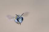 _DSC0310Gebaenderte_Pelzbiene_Anthophora-aestivalis_M_13_05_2024_Neusaess_Robert_Thierbach-PS-2.jpg