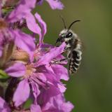 _DSC0645Blutweiderich-Saegehornbiene_Melitta-nigricans_M_10_08_2024_Schmuttertal_Robert_Thierbach-PS.jpg