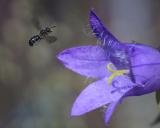 _DSC1674Glockenblumen-Scherenbiene_Chelostoma_rapunculi_M_25_06_2024_Augsburg_Baerenkeller_Robert_Thierbach-PS.jpg