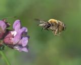 _DSC2613Mai_Langhornbiene_Eucera_nigrescens_W_12_05_2025_Augsburg_Baerenkeller_Robert_Thierbach-PS.jpg