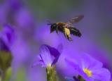 _DSC3114Zweifarbige-Sandbiene_Andrena-bicolor_W_31_03_2024_Augsburg_Baerenkeller_Robert_Thierbach-PS.jpg