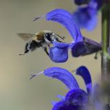_DSC3311Gebaenderte-Pelzbiene_Anthophora-aestivalis_M_10_05_2024_Neusaess_Robert_Thierbach-PS.jpg