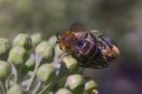 _DSC3800Efeu-Seidenbiene_Colletes_hederae_W_M_19_09_2024_Augsburg_Baerenkeller_Robert_Thierbach-PS.jpg