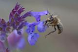 _DSC4959Wald-Pelzbiene_Anthophora-furcata_M_12_06_2024_Augsburg_Baerenkeller_Robert_Thierbach-PS.jpg