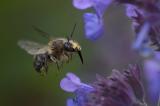 _DSC5874Wald-Pelzbiene_Anthophora-furcata_M_12_06_2024_Augsburg_Baerenkeller_Robert_Thierbach-PS.jpg
