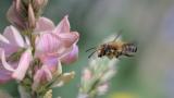 _DSC6230Garten_Blattschneiderbiene_Megachile_willughbiella_M_24_05_2025_Augsburg_Baerenkeller_Robert_Thierbach-PS.jpg