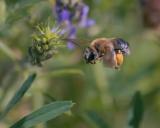 _DSC6853Juni-Langhornbiene_Eucera_longicornis_W_19_06_2025_Neusaess_Robert_Thierbach-PS.jpg