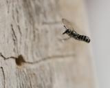 _DSC9418Hahnenfuss_Scherenbiene_Chelostoma-florisomne_W_29_04_2025_Augsburg_Baerenkeller_Robert_Thierbach-PS.jpg