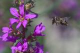 _DSC9922Blutweiderich-Saegehornbiene_Melitta-nigricans_W_12_08_2024_Schmuttertal_Robert_Thierbach-PS.jpg