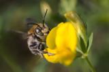 _DSF3759Grosse-Harzbiene_Anthidium-byssinum_Bastardbiene_M_13_07_2023_Westliche-Waelder_Naehe-Stadtbergen_Robert_Thierbach-PS.jpg