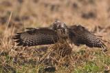 _MG_2026-Bussard_001.jpg