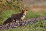 _MG_2650-Fuchs_nass.jpg