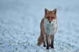 _MG_6123-Fuchs_im_Schnee.jpg