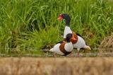 _V9A6890-Verbessert-RR-PS.jpg