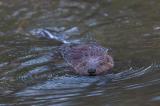 _V9A9896-Verbessert-RR-PS.jpg