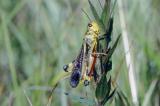 img013-Grosse-Hoeckerschrecke-PS-2.jpg