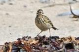 wiesenpieper_Shetlands_UK-PS-2.jpg